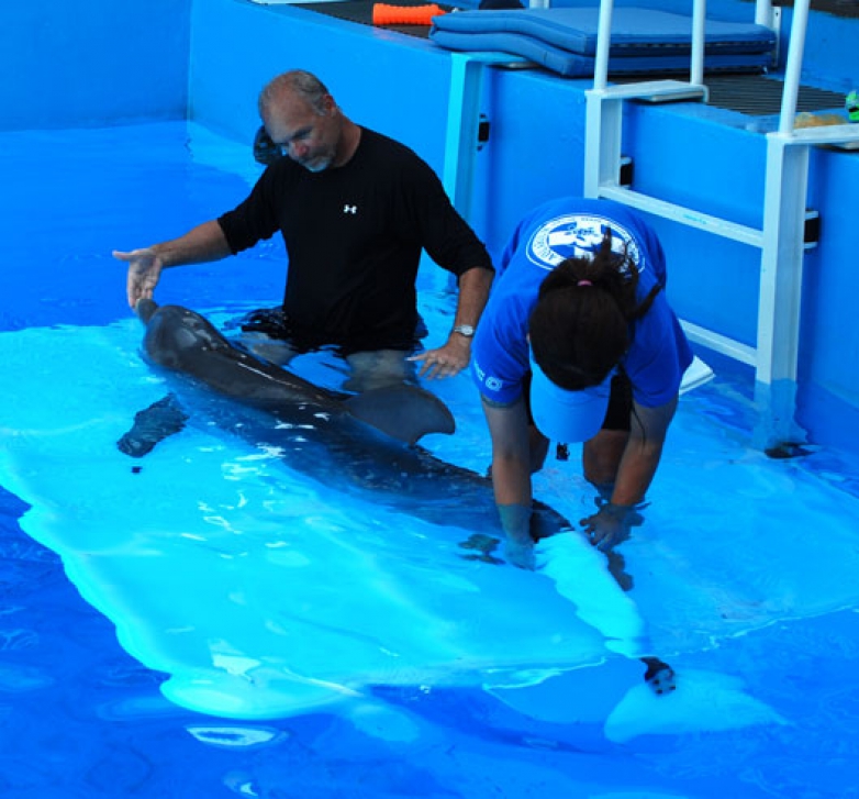 Animal training - advanced course (archivio)
