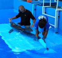 Animal training - advanced course (archivio)