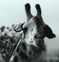 Normative zoologiche