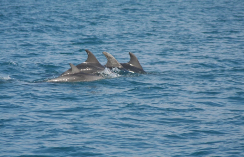 Dai Ciclopi ai Cetacei: terra e mare (archivio)