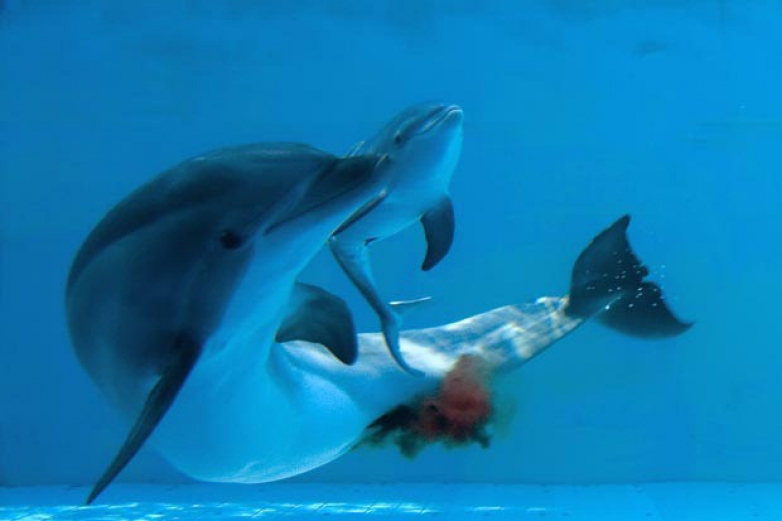 Un cetaceo per paziente (archivio)