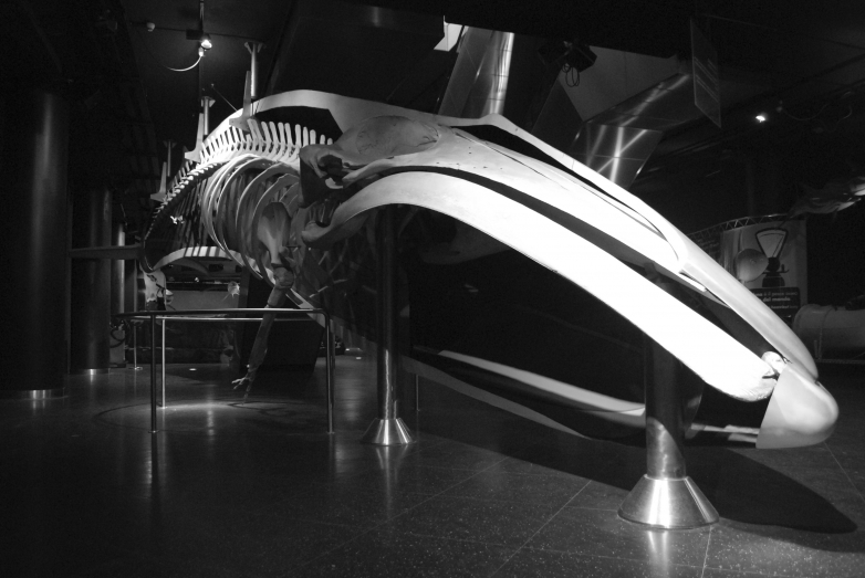 The fin whale preserved at Oltremare, Riccione&rsquo;s marine theme park. 'Museologia Scientifica Memorie'