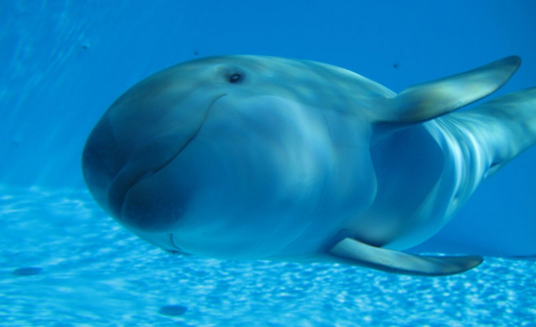Common bottlenose dolphin