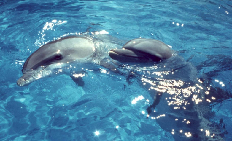 Tesi di Laurea all'Universit&agrave; di Trieste (Aprile 2017)
