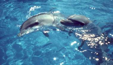 7 marzo 2026 - Corso sulla Biologia dei Cetacei a Rimini (RN)